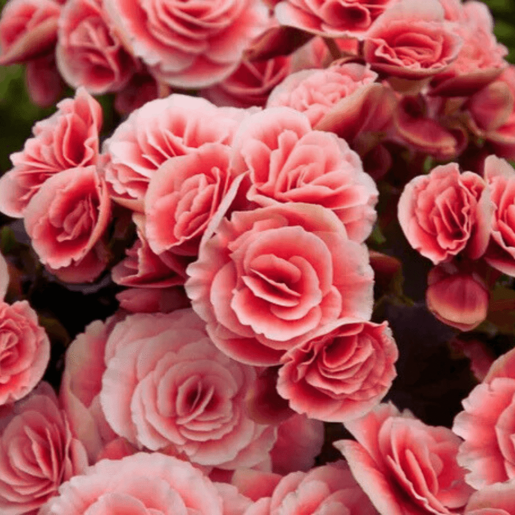 Begônias (Begonia spp.)