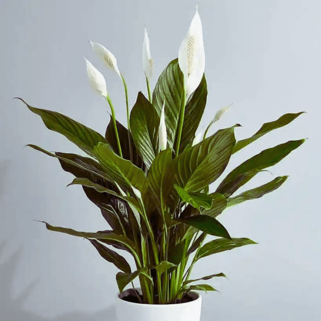 Lírio-da-paz (Spathiphyllum)