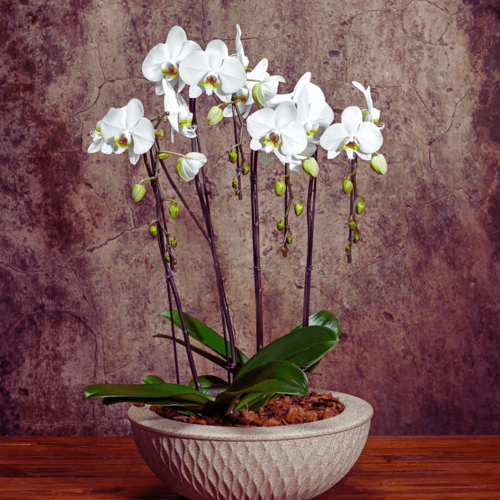 Orquídeas (Phalaenopsis)