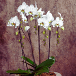Orquídeas (Phalaenopsis)