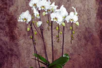 Orquídeas (Phalaenopsis)