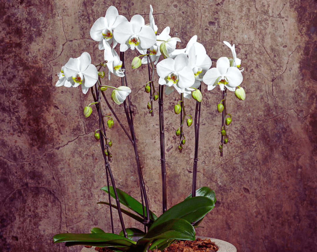 Orquídeas (Phalaenopsis)