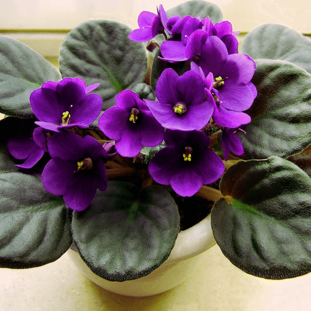 Violeta-africana (Saintpaulia)